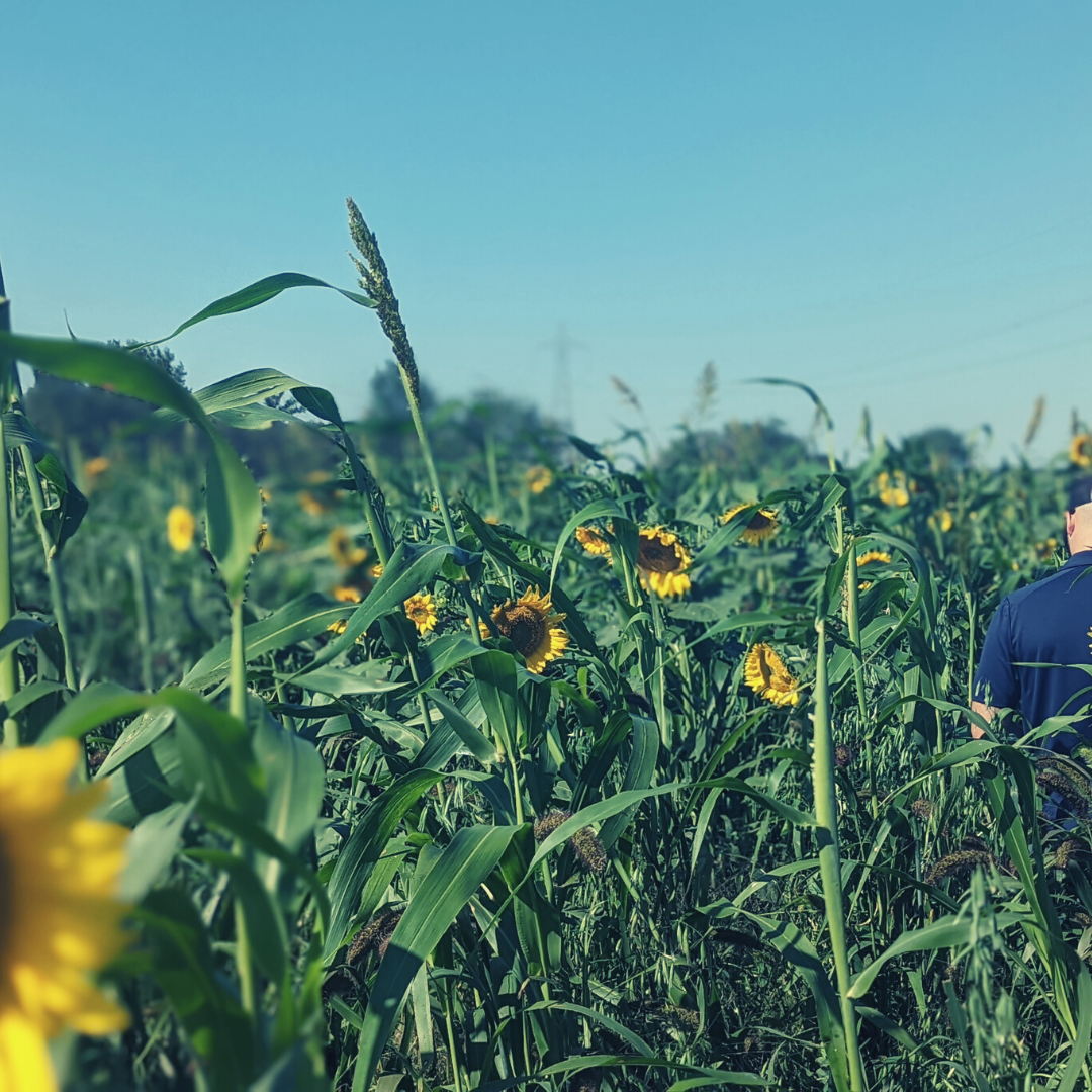 C4 Photosynthesis: Thriving in Harsh Environments